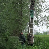 Ringen torenvalkjes Buylaers